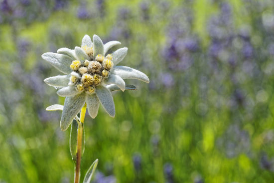 Picture of OVAVERVA Edelweiss Trilogy